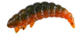 Balzer Gummiengerling Bazillus Grün